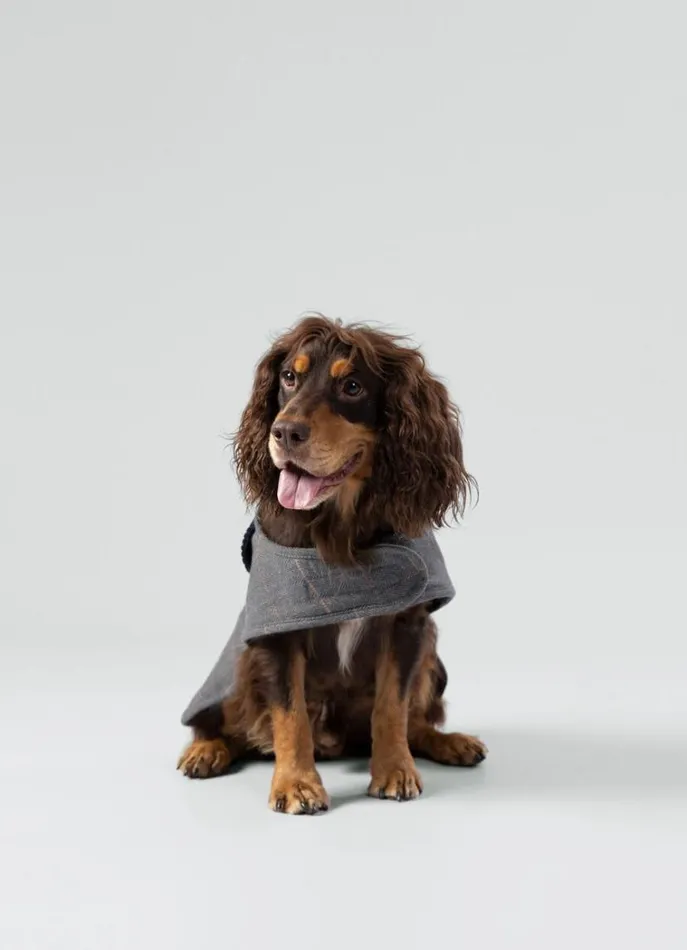 Men Hackett X Hugo and Hudson Hackett London Checked Jacket For Dogs 8211 Medium Grey