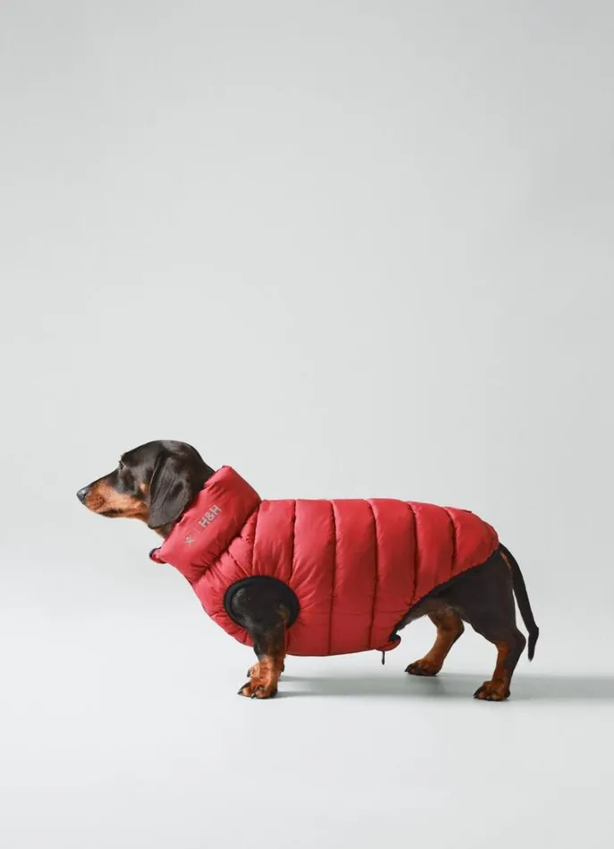 Men Hackett X Hugo and Hudson Hackett London Reversible Puffer Jacket For Dogs 8211 Small Winenavy