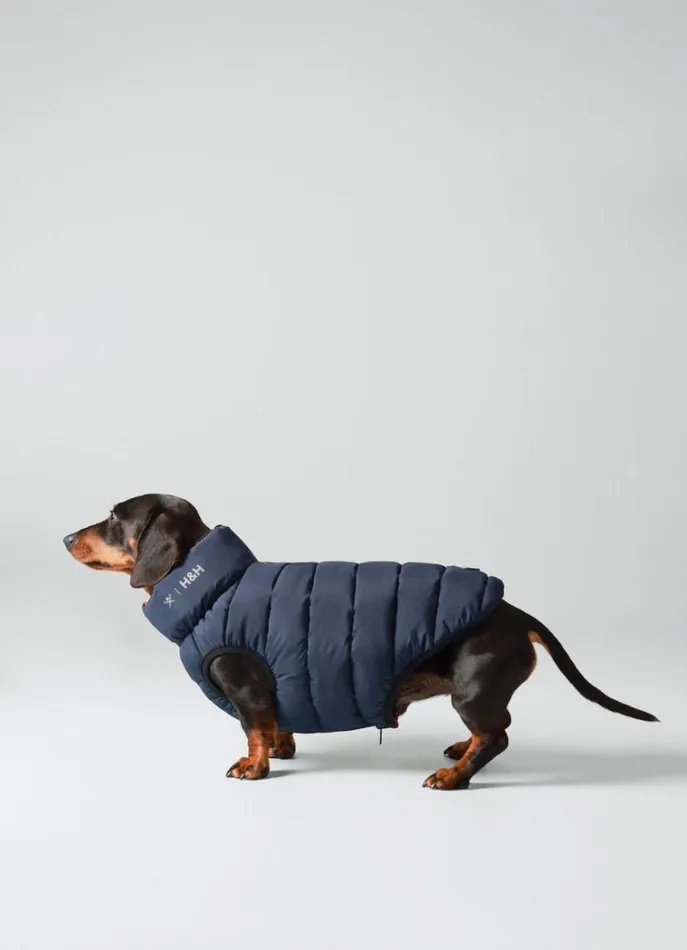 Men Hackett X Hugo and Hudson Hackett London Reversible Puffer Jacket For Dogs 8211 Small Winenavy