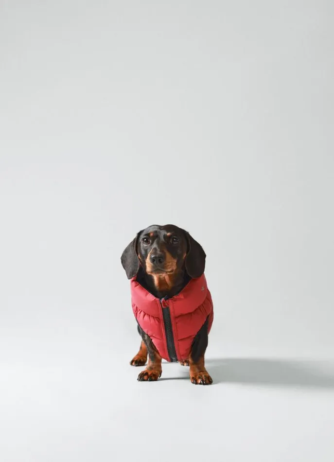 Men Hackett X Hugo and Hudson Hackett London Reversible Puffer Jacket For Dogs 8211 Small Winenavy